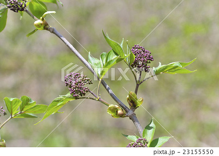 ニワトコ 23155550