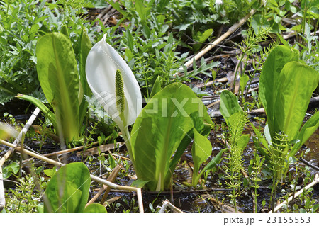 ミズバショウ 23155553