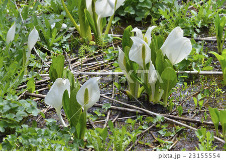 ミズバショウ 23155554