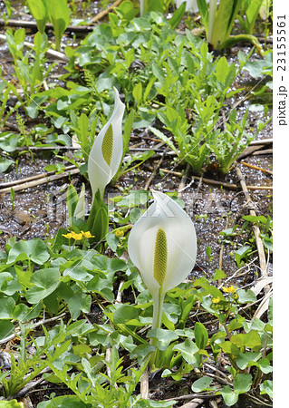 ミズバショウ ミズバショウ 23155561