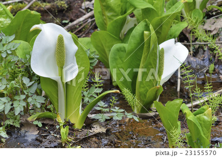 ミズバショウ 23155570