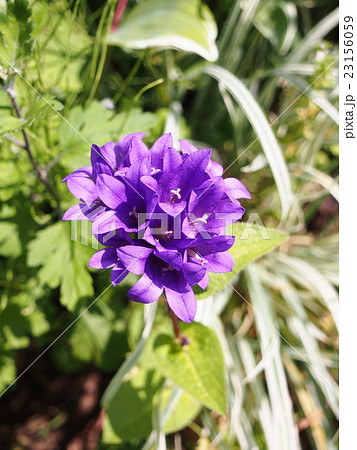 夏リンドウの紫色の花の写真素材