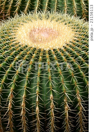 サボテン・キンシャチ サボテン・キンシャチ 23156113