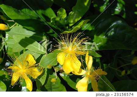 マルハビヨウヤナギ 23156574