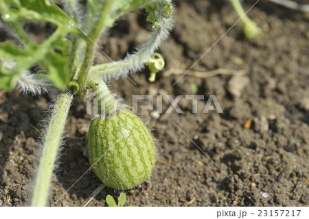 スイカの結実 スイカの結実 23157217