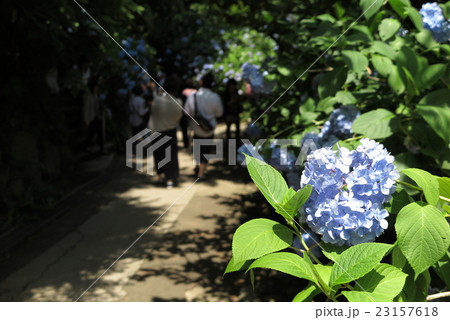 鎌倉明月院の紫陽花 23157618