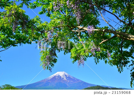 藤の花と富士山 23159068