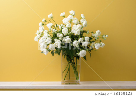 黄色の背景と白い薔薇 黄色の背景と白い薔薇 23159122
