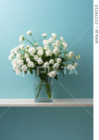 青い背景と白い薔薇 23159210
