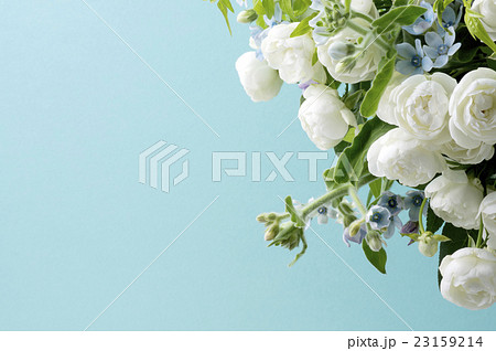 青い背景と白い薔薇とブルースターとスマイラックスの写真素材