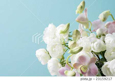 青い背景と白い薔薇とピンクのデンファレ 23159217