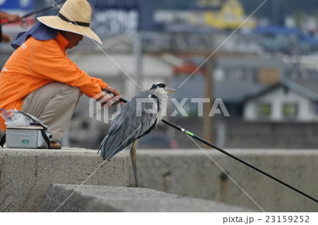 釣り人と並んで魚を探す 度胸のよいアオサギの写真素材