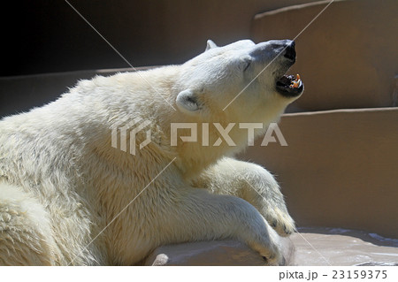 ホッキョクグマ ホッキョクグマ 23159375
