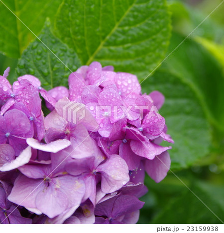 梅雨の紫陽花 雨の雫 梅雨の紫陽花 雨の雫 23159938