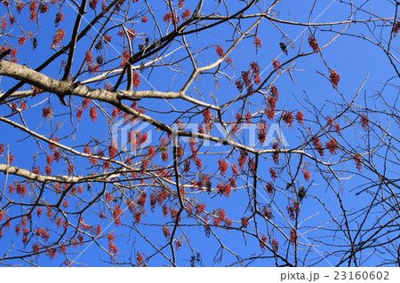 イイギリの果実 23160602