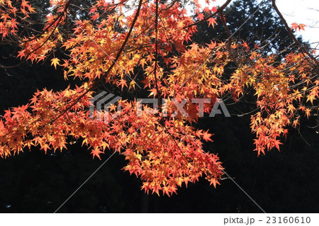 紅葉の代表イロハモミジ 23160610