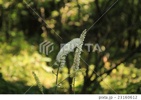 秋のサラシナショウマ 23160612