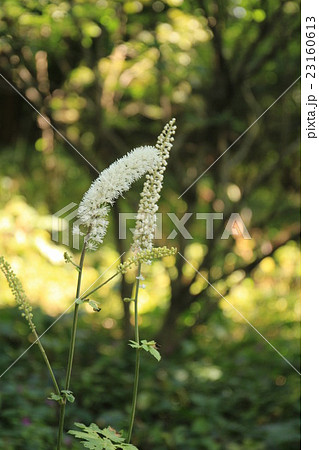 秋のサラシナショウマ 秋のサラシナショウマ 23160613