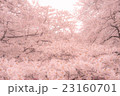 桜 23160701