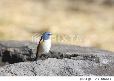 ルリビタキ 23160883