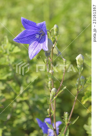 キキョウ キキョウ 23161367