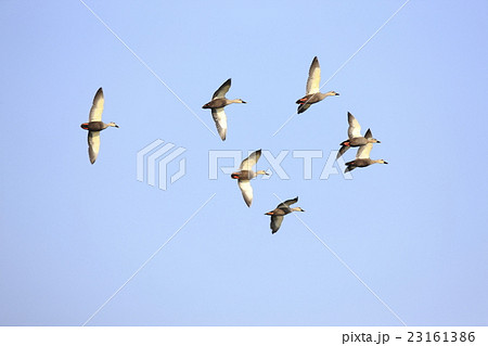 飛行するカルガモ 23161386