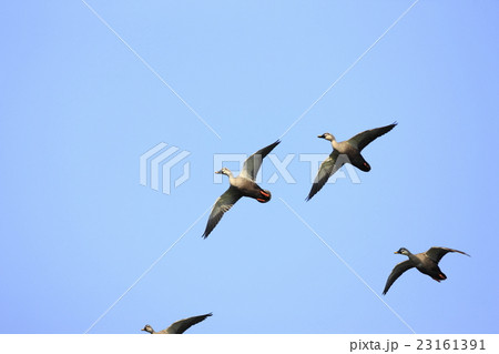 飛行するカルガモ 23161391