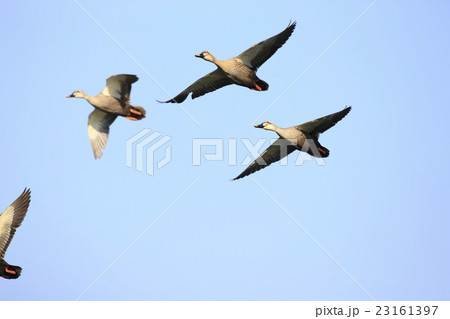 飛行するカルガモ 飛行するカルガモ 23161397