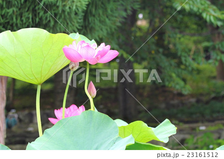 ハスの花 ハスの花 23161512