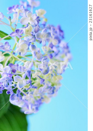 あじさい あじさい 23161627