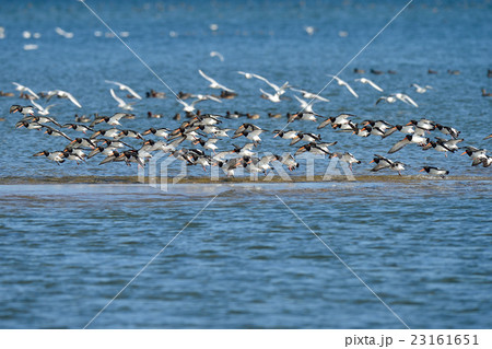 ミヤコドリ 23161651