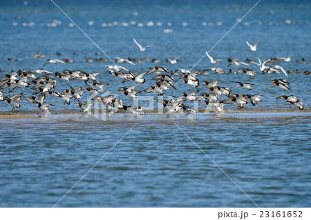 ミヤコドリ 23161652