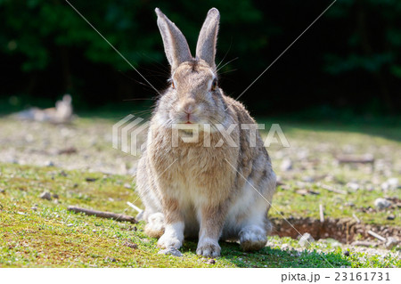 野生のウサギ -うさぎの楽園 大久野島- 23161731