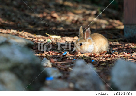 野生の仔ウサギ -うさぎの楽園 大久野島- 23161735