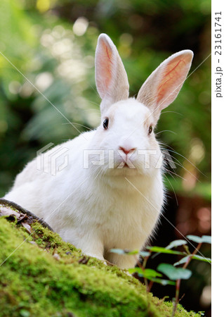 野生のウサギ -うさぎの楽園 大久野島- 野生のウサギ -うさぎの楽園 大久野島- 23161741