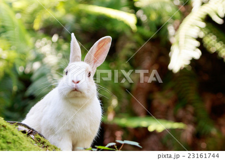 野生のウサギ -うさぎの楽園 大久野島- 23161744