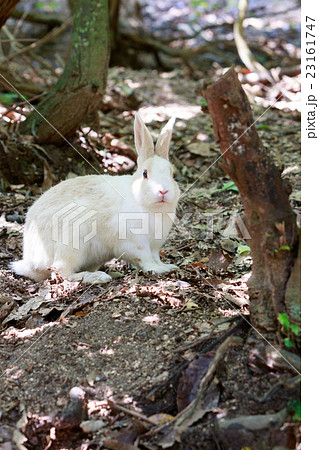 野生のウサギ -うさぎの楽園 大久野島- 野生のウサギ -うさぎの楽園 大久野島- 23161747