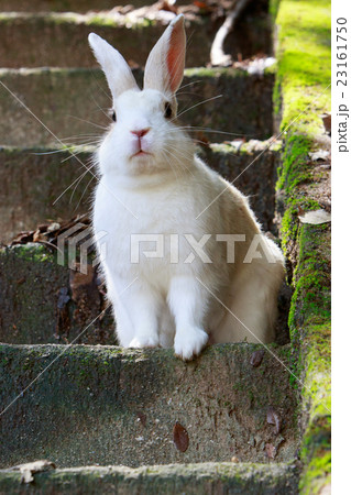 野生のウサギ -うさぎの楽園 大久野島- 野生のウサギ -うさぎの楽園 大久野島- 23161750