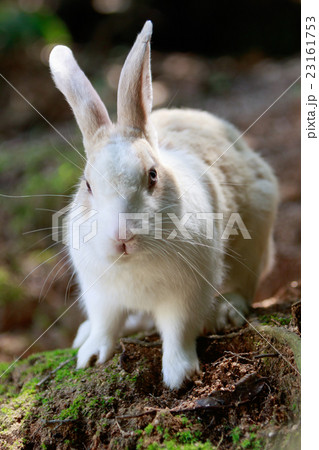 野生のウサギ -うさぎの楽園 大久野島- 野生のウサギ -うさぎの楽園 大久野島- 23161753