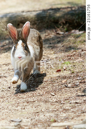 野生のウサギ -うさぎの楽園 大久野島- 23161756