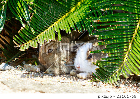 野生の仔ウサギ -うさぎの楽園 大久野島- 23161759