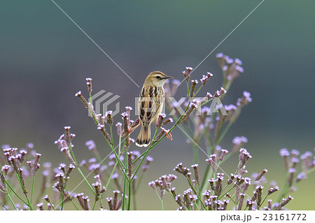 セッカ セッカ 23161772