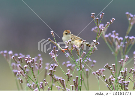 セッカ セッカ 23161773