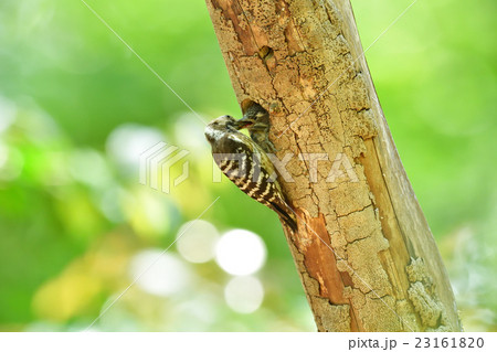 コゲラの子育て コゲラの子育て 23161820