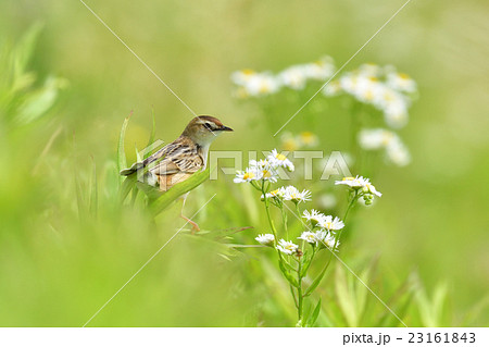 セッカ セッカ 23161843