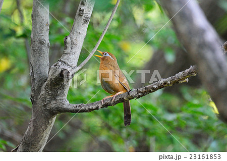 ガビチョウ ガビチョウ 23161853