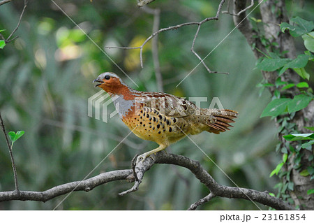 コジュケイ 23161854