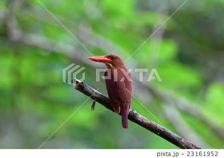 アカショウビン 23161952