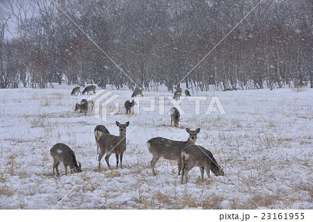 エゾシカ 23161955