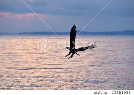 オオワシ 23161988